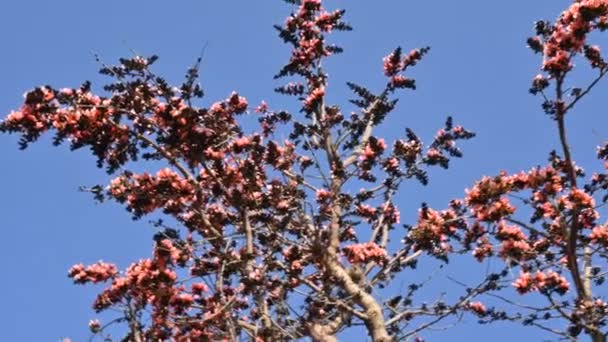 蓝天背景下的丁茶单精子花 它是一种 Buteanative 它的其他名字森林的火焰 混蛋柚木 橙棕榈花 — 图库视频影像
