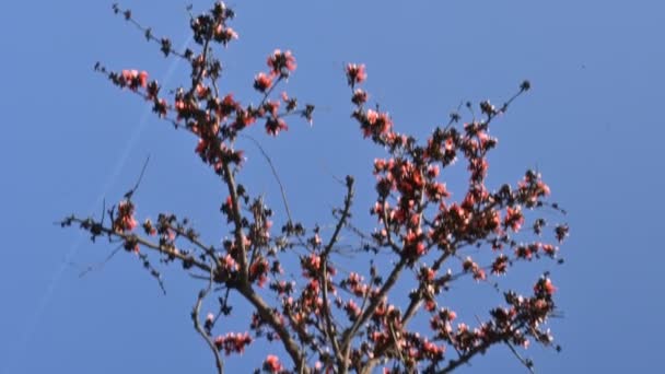 蓝天背景下的丁茶单精子花 它是一种 Buteanative 它的其他名字森林的火焰 混蛋柚木 橙棕榈花 — 图库视频影像