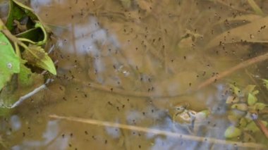 Su yüzeyinde kurbağa yumurtaları. Dişi bir kurbağa bir seferde 100 ila 1000 yumurta yumurtlayabilir. Debriyajdaki yumurta sayısı kurbağa türüne bağlıdır. Kurbağa Yumurtası.