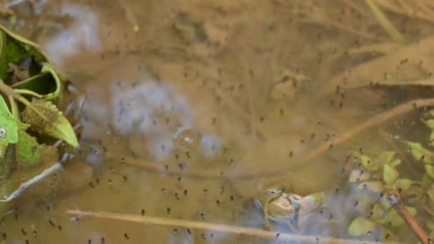 Froscheier Auf Der Wasseroberfläche Ein Frosch Weibchen Kann Zwischen 100 — Stockvideo