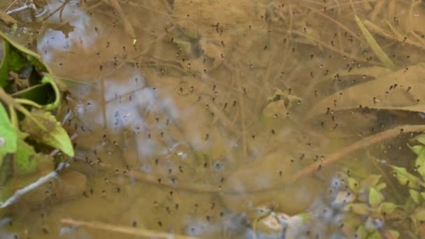 Žabí Vejce Vodní Hladině Žabí Samice Může Snášet 100 1000 — Stock video