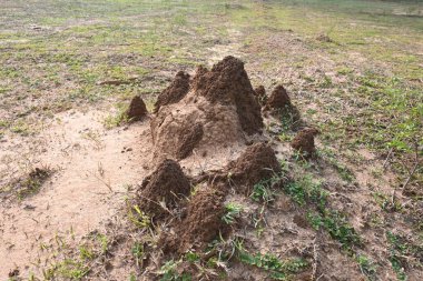 Snake Anthill sahada. Yılan yuvası ya da yılan evi Hint ormanlarında kızıl toprak tarafından yapılır. Karınca tepesi ya da ormandaki yılan evi. Termit yapar, ama içinde bir yılan yaşar..