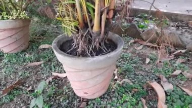 Kolesistektomi. Geleneksel Kuzey Hindistan yemeği, akşam yemeği, kahvaltı. Lezzetli Hint yemekleri..