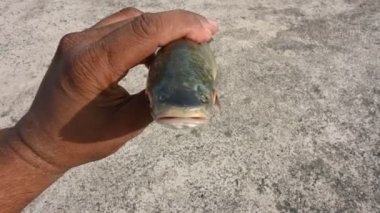 Rohu balığı. Sazan familyasından bir balık türü. Diğer adı Rui Fish, Roho Labeo, Labeo Rohita.Güney Asya 'daki nehirlerde bulunur. Büyük bir hepçildir ve su kültüründe yaygın olarak kullanılır..