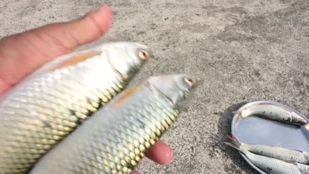 Rohu Balığı Sazan Familyasından Bir Balık Türü Diğer Adı Rui — Stok video