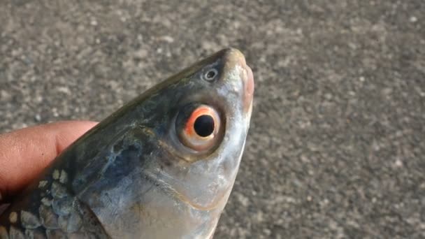 Pesce Rohu Una Specie Pesce Della Famiglia Delle Carpe Suoi — Video Stock