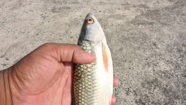 Rohu Fish Species Fish Carp Family Its Other Names Rui — Stockvideo