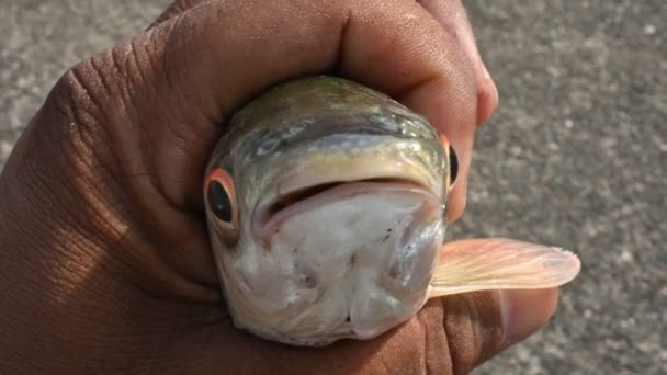 罗湖鱼它是鲤科的一种鱼 它的另一个名字是Rui Fish Roho Labeo Labeo Rohit 它在南亚的河流中被发现 它是一种大型杂食动物 广泛应用于水产养殖业 — 图库视频影像