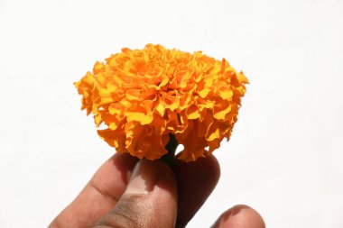 Beyaz arka planda kadife çiçeği. Tagetes, Asteraceae familyasından yıllık olarak üretilen bir bitki türü. İngiliz asmarigoldlarında bilinen çeşitli bitki grupları arasındadırlar..