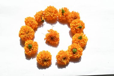 Beyaz arka planda kadife çiçeği. Tagetes, Asteraceae familyasından yıllık olarak üretilen bir bitki türü. İngiliz asmarigoldlarında bilinen çeşitli bitki grupları arasındadırlar..