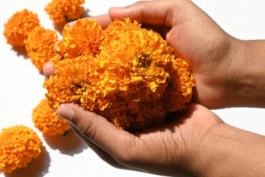 Beyaz arka planda kadife çiçeği. Tagetes, Asteraceae familyasından yıllık olarak üretilen bir bitki türü. İngiliz asmarigoldlarında bilinen çeşitli bitki grupları arasındadırlar..