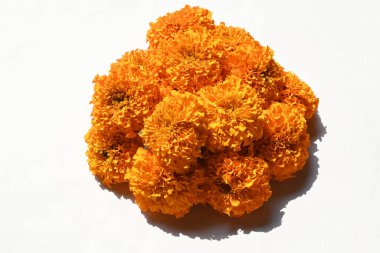 Beyaz arka planda kadife çiçeği. Tagetes, Asteraceae familyasından yıllık olarak üretilen bir bitki türü. İngiliz asmarigoldlarında bilinen çeşitli bitki grupları arasındadırlar..