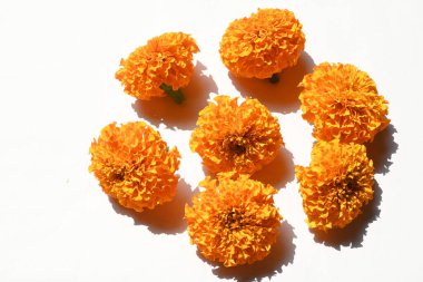 Beyaz arka planda kadife çiçeği. Tagetes, Asteraceae familyasından yıllık olarak üretilen bir bitki türü. İngiliz asmarigoldlarında bilinen çeşitli bitki grupları arasındadırlar..