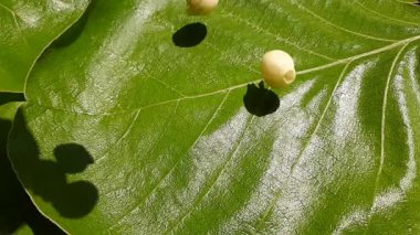 Madhuca Longifolia çiçeği. Geleneksel Hint yemeğinin bir parçası. Şarap ondan yapılmıştır. Diğer adı: mahuka, mahuwa, mahua, mahwa, mohulo, Iluppai ve vippa chettu. Yavaş çekim videosu,