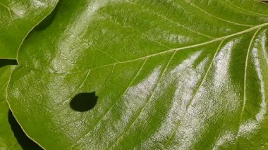 Madhuca Longifolia çiçeği. Geleneksel Hint yemeğinin bir parçası. Şarap ondan yapılmıştır. Diğer adı: mahuka, mahuwa, mahua, mahwa, mohulo, Iluppai ve vippa chettu. Yavaş çekim videosu,