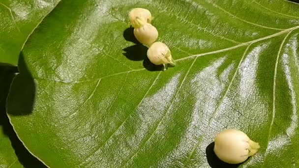 Madhuca Longifolia Flor Faz Parte Uma Comida Tradicional Indiana Vinho — Vídeo de Stock