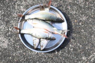 Rohu balığı. Sazan familyasından bir balık türü. Diğer adı Rui Fish, Roho Labeo, Labeo Rohita.Güney Asya 'daki nehirlerde bulunur. Büyük bir hepçildir ve su kültüründe yaygın olarak kullanılır..