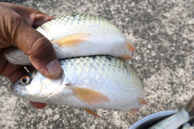 Rohu balığı. Sazan familyasından bir balık türü. Diğer adı Rui Fish, Roho Labeo, Labeo Rohita.Güney Asya 'daki nehirlerde bulunur. Büyük bir hepçildir ve su kültüründe yaygın olarak kullanılır..