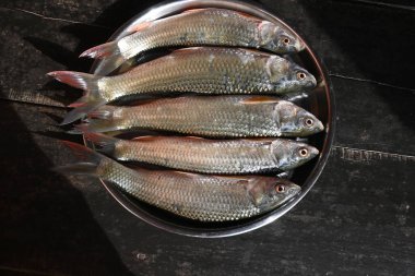 Rohu balığı. Sazan familyasından bir balık türü. Diğer adı Rui Fish, Roho Labeo, Labeo Rohita.Güney Asya 'daki nehirlerde bulunur. Büyük bir hepçildir ve su kültüründe yaygın olarak kullanılır..