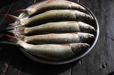 Rohu balığı. Sazan familyasından bir balık türü. Diğer adı Rui Fish, Roho Labeo, Labeo Rohita.Güney Asya 'daki nehirlerde bulunur. Büyük bir hepçildir ve su kültüründe yaygın olarak kullanılır..