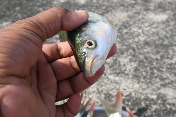 Рыба Роху Вид Рыб Семейства Карпов Другие Названия Rui Fish — стоковое фото