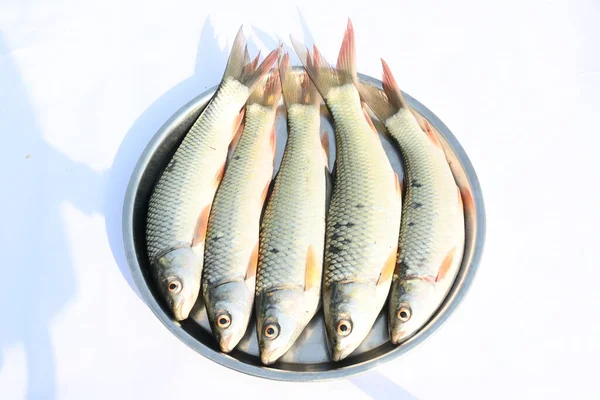 Rohu Fish Species Fish Carp Family Its Other Names Rui — Stock Photo, Image
