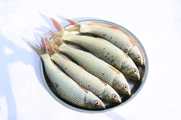 Rohu Fish Species Fish Carp Family Its Other Names Rui — Stock Photo, Image