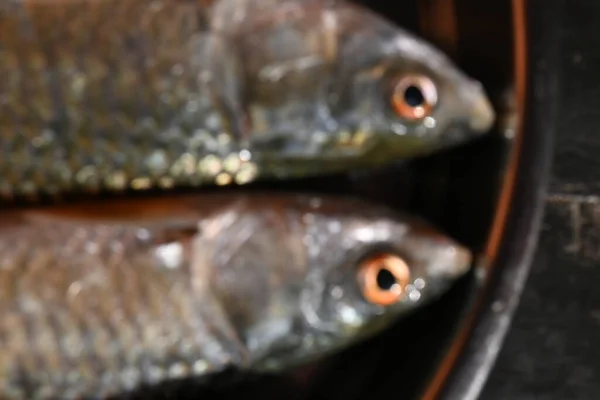 Rohu Fish Species Fish Carp Family Its Other Names Rui — Stock fotografie