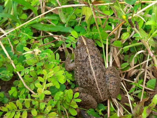 緑の草の上に座っているカエル カエルの休息 フィールドのビューを閉じます 雨期のカエル — ストック写真