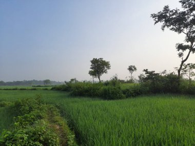Paddy field  the rain season in India. Beautiful landscape and green rice field in the countryside. Young rice growing in the paddy field. Close up of growing rice plant. Paddy farm in Jharkhand India.