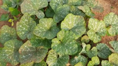 Balkabağı bitkisi. Bu bir asma bitkisi. Balkabağı en popüler sebzedir. Diğer isimleri Cucurbita argyrosperma, Cucurbita ficifolia, Cucurbita maxima, Cucurbita moschata ve Cucurbita pepo..