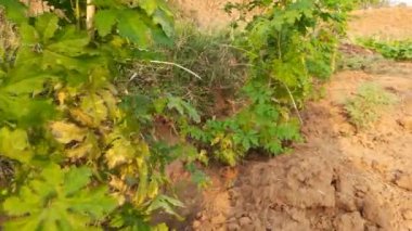 Acı kabak bitkisi. Bu bir asma bitkisi. Meyvesinin tadı acıdır. Bu diyabetik hastalar için çok iyi bir sebzedir. Diğer adları; acı kavun, acı kabak, balsam armudu..