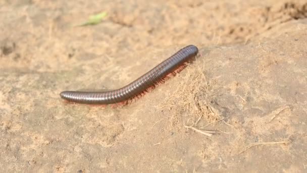 Millipede Rainy Season Big Red Millipedes Spiral Insect Has Many — Stock Video