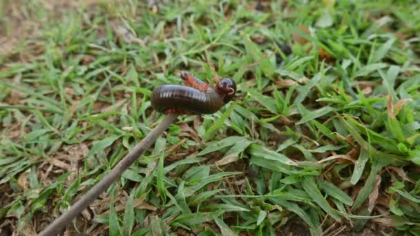 Milipede Temporada Lluvias Grandes Milpiés Rojos Insecto Espiral Tiene Muchas — Vídeo de stock