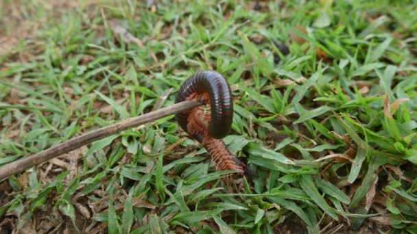 Millipede Rainy Season Big Red Millipedes Spiral Insect Has Many — Stock Video