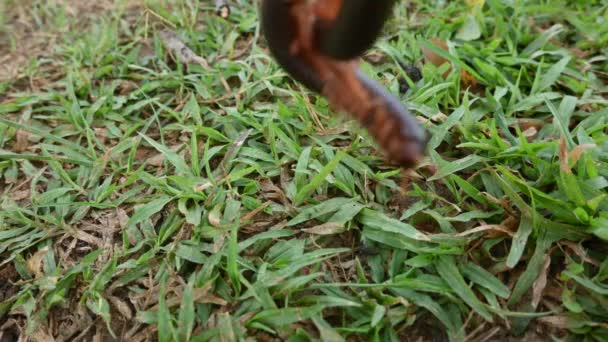 Milipede Temporada Lluvias Grandes Milpiés Rojos Insecto Espiral Tiene Muchas — Vídeo de stock