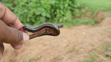 Yağmur mevsiminde kırkayak. Büyük kırmızı kırkayaklar. Bu bir spiral böcek. Bir sürü bacağı var. Bunlar bilimsel olarak Diplopoda olarak bilinirler. Yağmurlu böcekler.. 