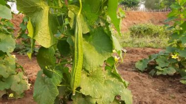 Luffa acutangula sebzesi. Diğer adları ise; açılı luffa, Çin bamyası, kabak, kabak, kabak, sebze, süzgeç, lif, ipek, ipek kabak ve bataklık mendili..