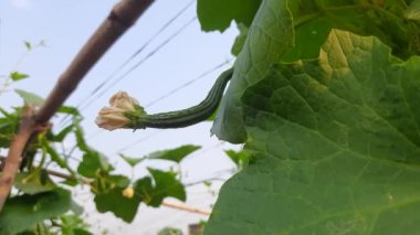 Luffa acutangula sebzesi. Diğer adları ise; açılı luffa, Çin bamyası, kabak, kabak, kabak, sebze, süzgeç, lif, ipek, ipek kabak ve bataklık mendili..