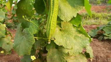 Luffa acutangula sebzesi. Diğer adları ise; açılı luffa, Çin bamyası, kabak, kabak, kabak, sebze, süzgeç, lif, ipek, ipek kabak ve bataklık mendili..