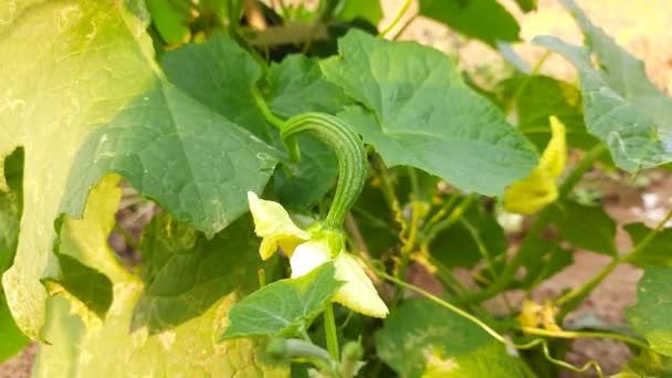 Luffa Acutangula Vegetable Its Other Names Angled Luffa Chinese Okra — Stock Video