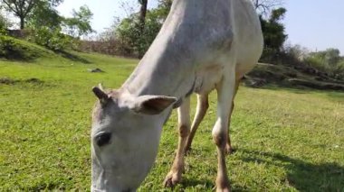 Çayırda özgürce otlayan inekler. Hint inekleri ot yer. Green Grass in a Meadow 'daki İnek Otlaması. İnek çok faydalı evcil hayvanlar. İnekten süt alırız..