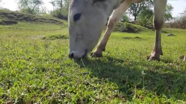 Çayırda özgürce otlayan inekler. Hint inekleri ot yer. Green Grass in a Meadow 'daki İnek Otlaması. İnek çok faydalı evcil hayvanlar. İnekten süt alırız..