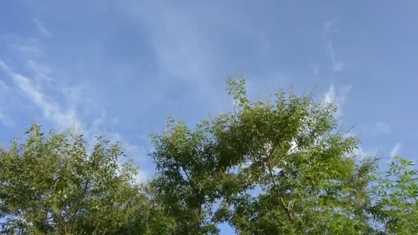 Vitex Negundo Planta Fundo Céu Azul Outro Nome Árvore Casta — Vídeo de Stock