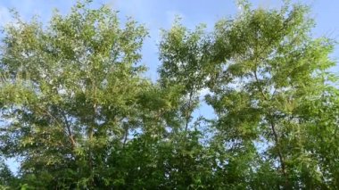 Mavi gökyüzü arka planında Vitex negundo bitkisi. Başka bir isim, Çin iffet ağacı, beş terk edilmiş iffet ağacı, at nalı viteksi, nisinda ve Nirgundi. Büyük bir çalı çırpısı. Bu bir Ayurvedic ilacı..