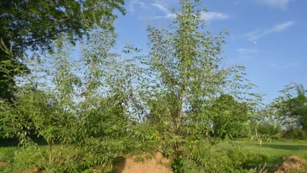 维多克斯在蓝天背景下否定了植物 它的另一个名字是中国贞操树 五棵叶子贞操树 马蹄藤蔓 尼斯达和尼甘迪 它是一种浓郁的香味灌木 这是一种阿育吠陀药 — 图库视频影像