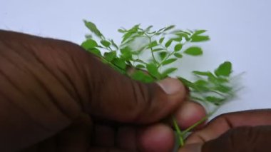 Moringa oleifera beyaz arka planda kalır. Moringaceae ailesinin hızla büyüyen, kuraklığa dayanıklı bir ağacı. Diğer adları: davul budu ağacı, yabanturpu ağacı, Ben yağı ve benzinyağı..