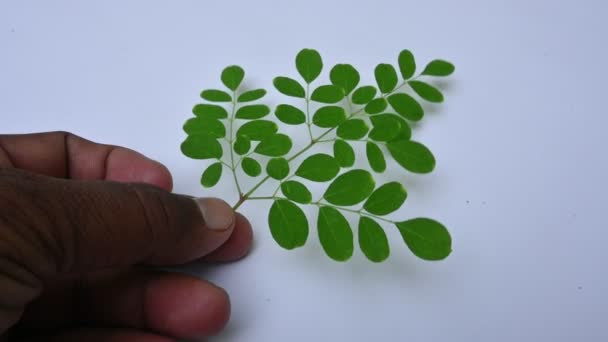 Moringa Oleifera Frunze Fundal Alb Este Copac Creștere Rapidă Rezistent — Videoclip de stoc