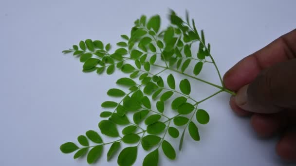 Moringa Oleifera Blätter Weißem Hintergrund Handelt Sich Einen Schnell Wachsenden — Stockvideo
