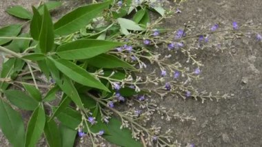 Vitex negundo çiçeği. Başka bir isim, Çin iffet ağacı, beş yapraklı iffet ağacı, at nalı viteksi, nisinda ve Nirgundi. Büyük bir çalı çırpısı. Bu bir Ayurvedic ilacı..
